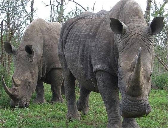 Africa Nature Animals (20)